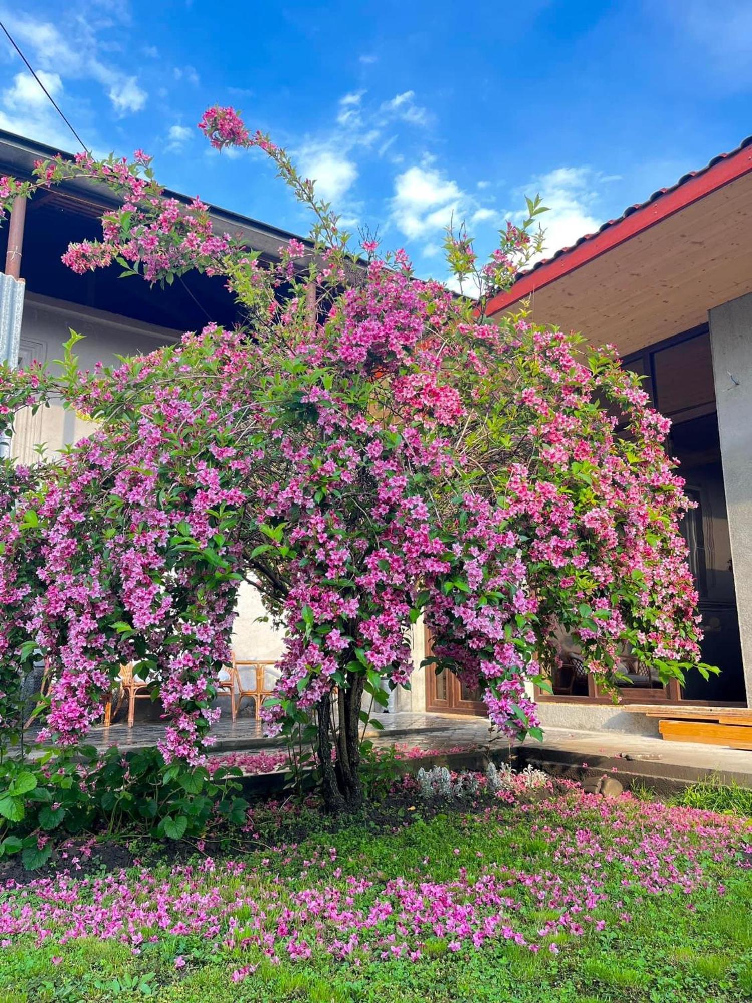 ,,Anna'S" Guesthouse K'vemo Alvani Dış mekan fotoğraf